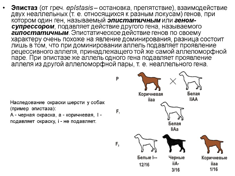 Эпистаз (от греч. epístasis – остановка, препятствие), взаимодействие двух неаллельных (т. е. относящихся к